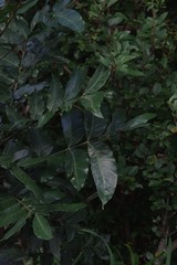 Harpephyllum caffrum