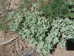 Chenopodium incanum