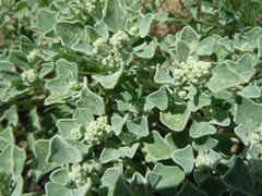 Chenopodium incanum