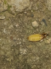 Lamprohiza mulsantii