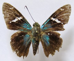 Telegonus azul