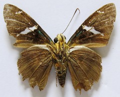 Telegonus azul