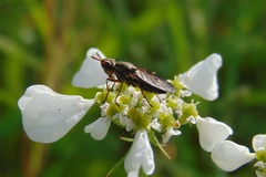 Dorycera