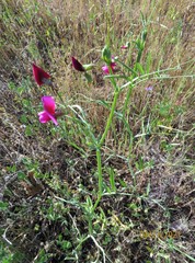 Lathyrus tingitanus