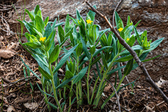 Lithospermum californicum