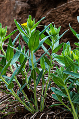 Lithospermum californicum