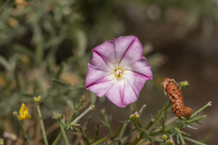 Convolvulus oleifolius