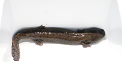 Necturus maculosus