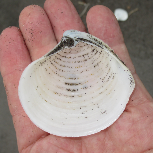 Harvella elegans