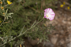 Convolvulus oleifolius