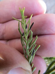 Asteromyia gutierreziae