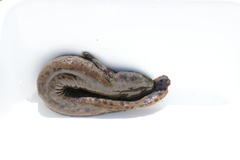 Necturus maculosus