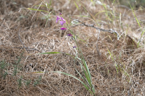 Image of Gladiolus anatolicus by (c) Eleftherios Katsillis, some rights reserved (CC BY)