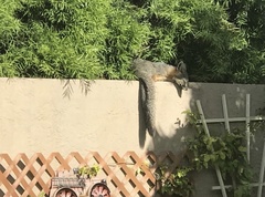 Urocyon cinereoargenteus californicus