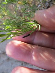 Asteromyia gutierreziae