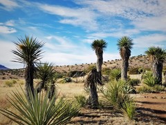 Yucca faxoniana