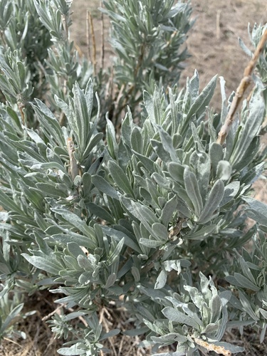 Artemisia cana