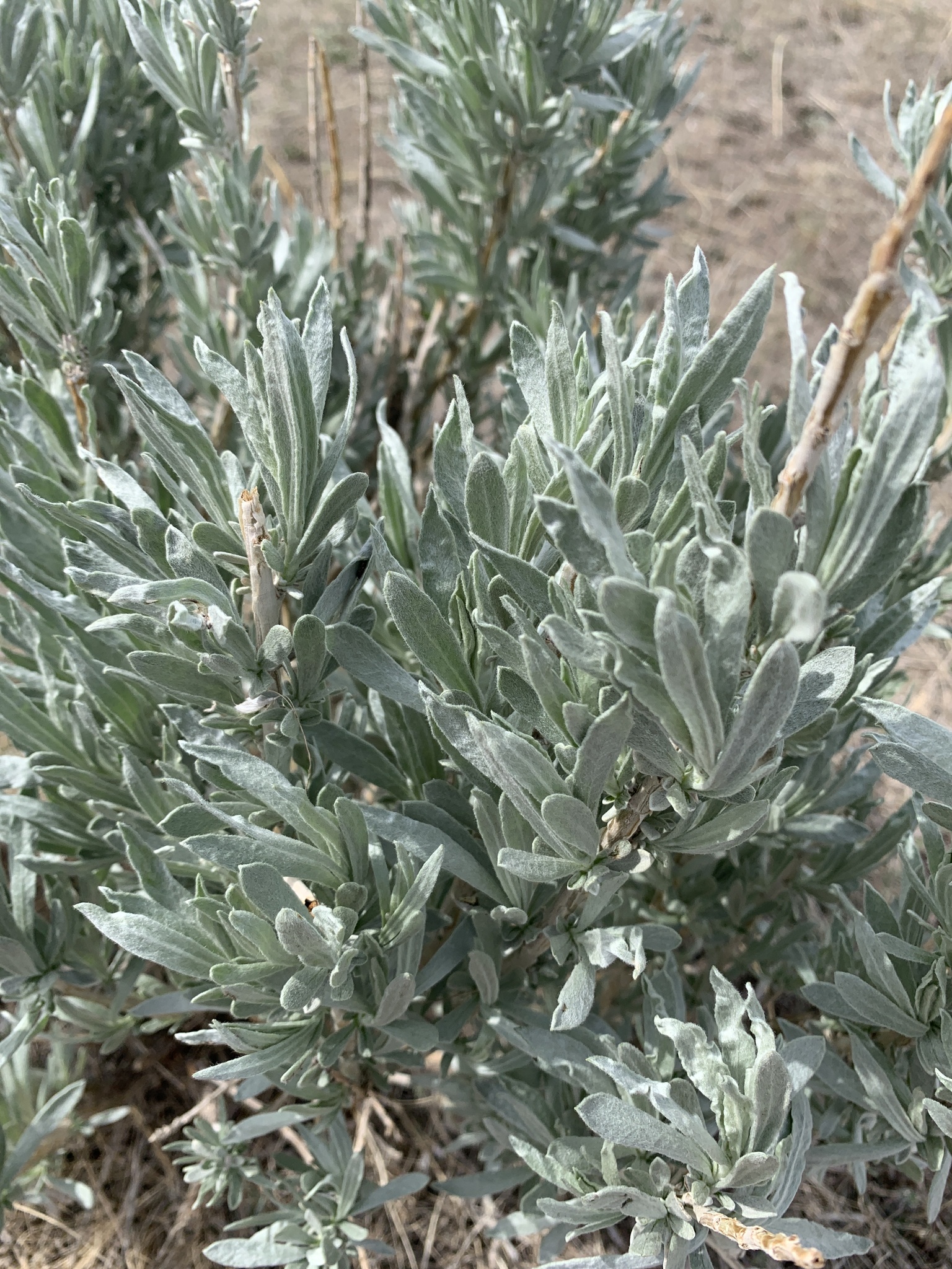 Artemisia cana