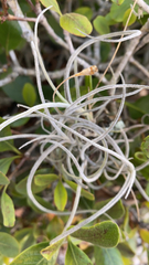 Tillandsia recurvata image