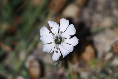 Silene uniflora