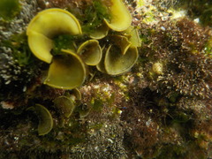 Padina durvillei