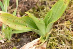 Anacamptis pyramidalis