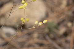 Bupleurum gracile