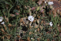 Silene uniflora