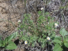 Erigeron bellidiastrum