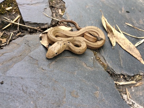 King Ratsnake