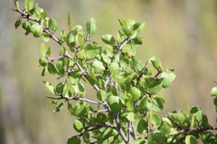 Prunus fremontii