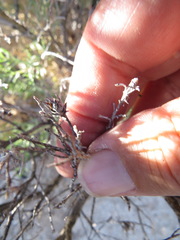 Rhopalomyia ericameriae