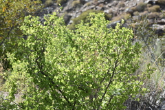 Prunus fremontii