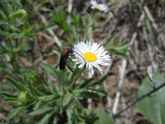 Erigeron bellidiastrum