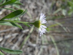 Erigeron bellidiastrum