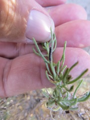 Asteromyia gutierreziae