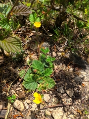 Geum montanum
