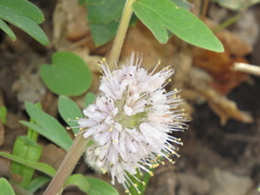 Hydrophyllum capitatum