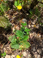 Geum montanum