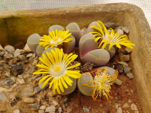 Lithops viridis H.A.Lückh. C127 2
