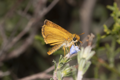 Lulworth Skipper