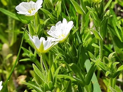 Cerastium nemorale