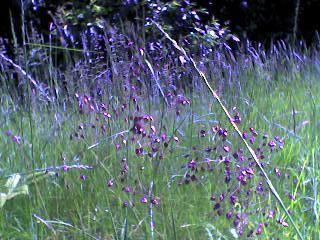 Kiškio ašarėlės nuotrauka