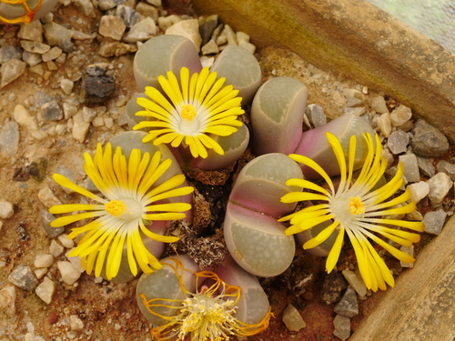 Lithops viridis H.A.Lückh. C127 3