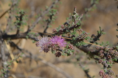 Mimosa depauperata