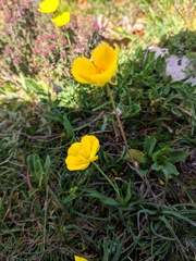 Ranunculus gramineus
