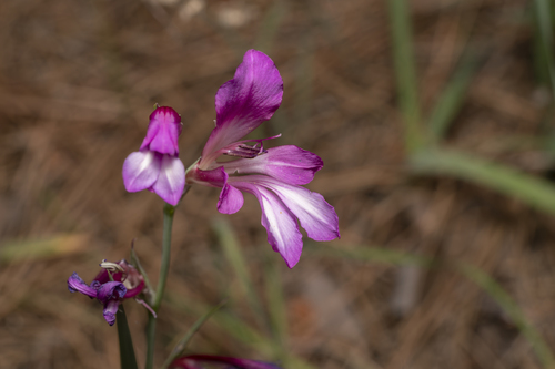 Gladiolus anatolicus, photograph 6
