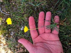 Ranunculus gramineus