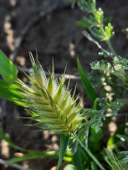 Eremopyrum orientale