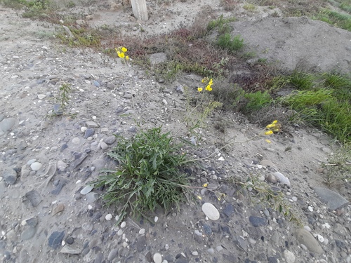 Diplotaxis tenuifolia iNat (3)